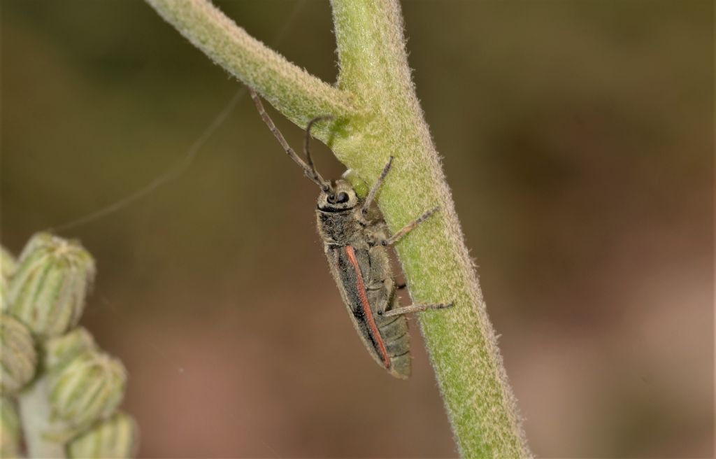 Cerambycidae: Musaria tirellii